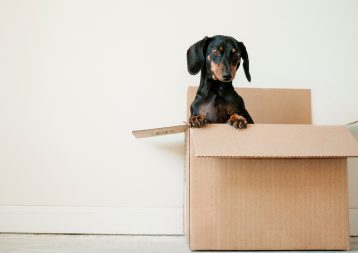 Moving with a Dog: How To Settle a Dog Into a New House