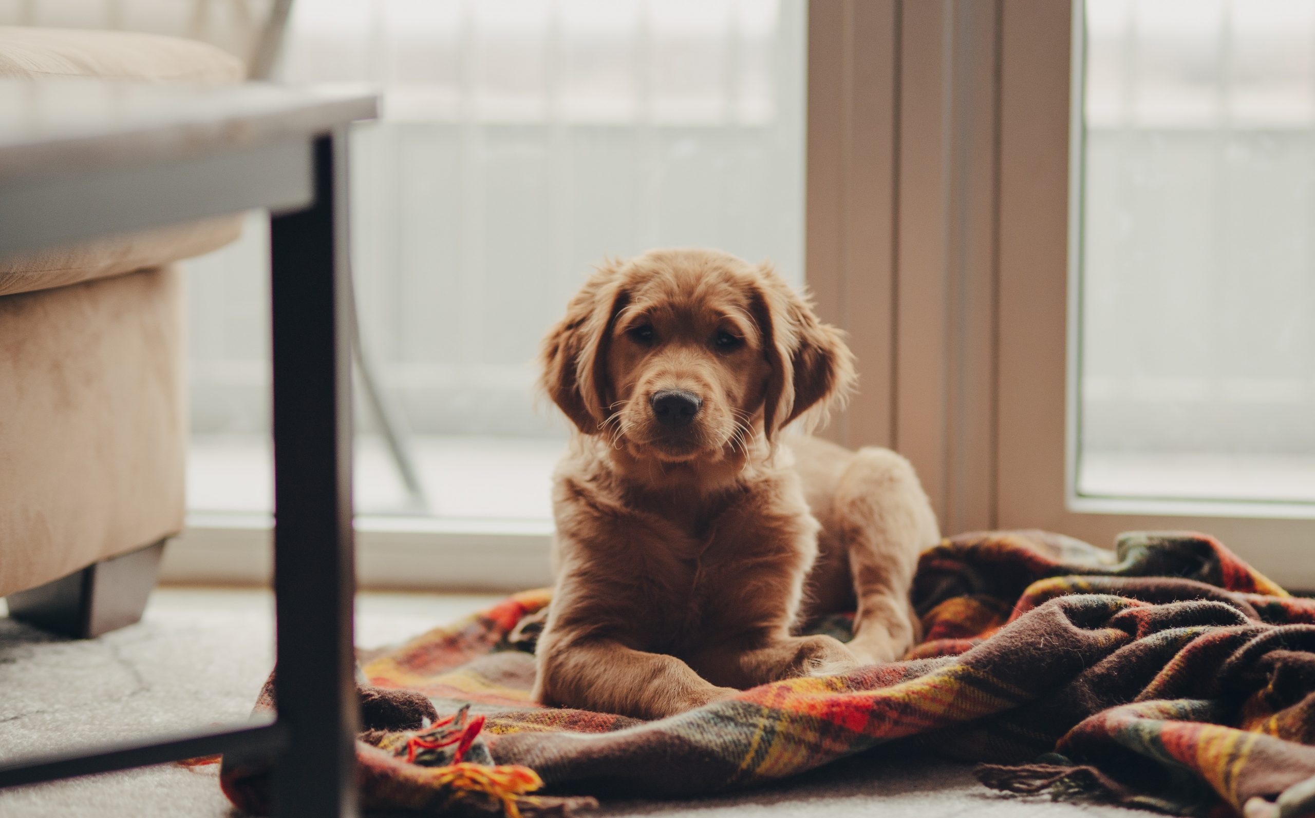 12 Tips When Looking For Apartments That Allow Dogs